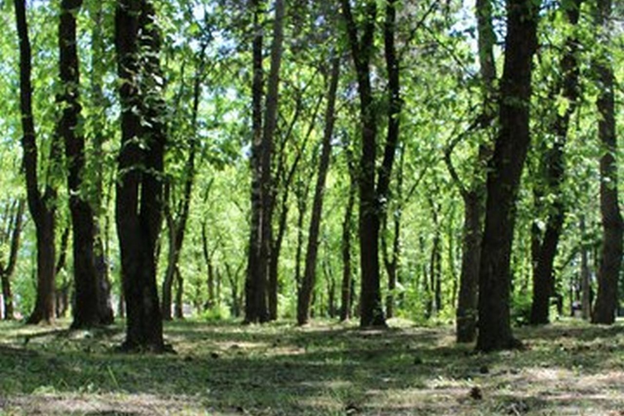 Kto może mieć dostęp do opinii dendrologicznych?
